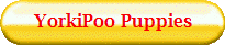 YorkiPoo Puppies