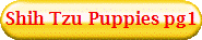 Shih Tzu Puppies pg1