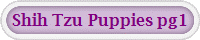 Shih Tzu Puppies pg1
