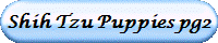 Shih Tzu Puppies pg2
