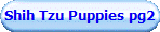 Shih Tzu Puppies pg2