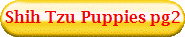 Shih Tzu Puppies pg2