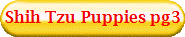 Shih Tzu Puppies pg3